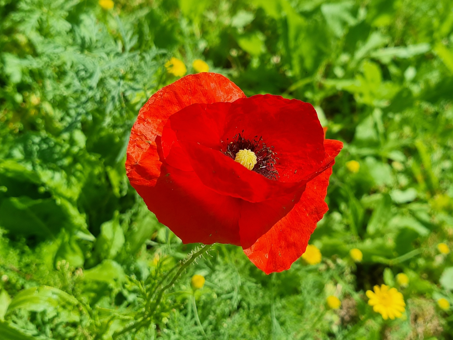 Die Kraft frischer Mohnblüten